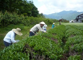 茶摘み